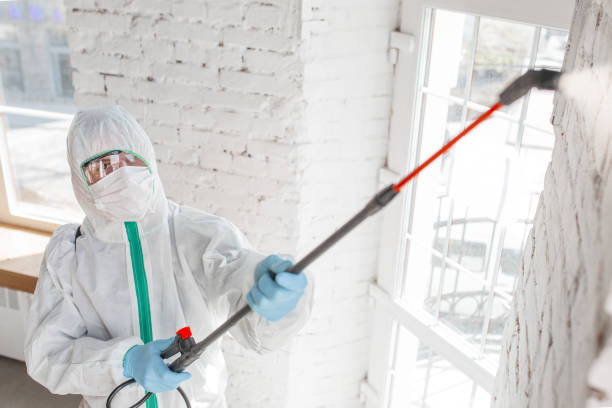 Professional Mold Removal in Tonawanda, NY